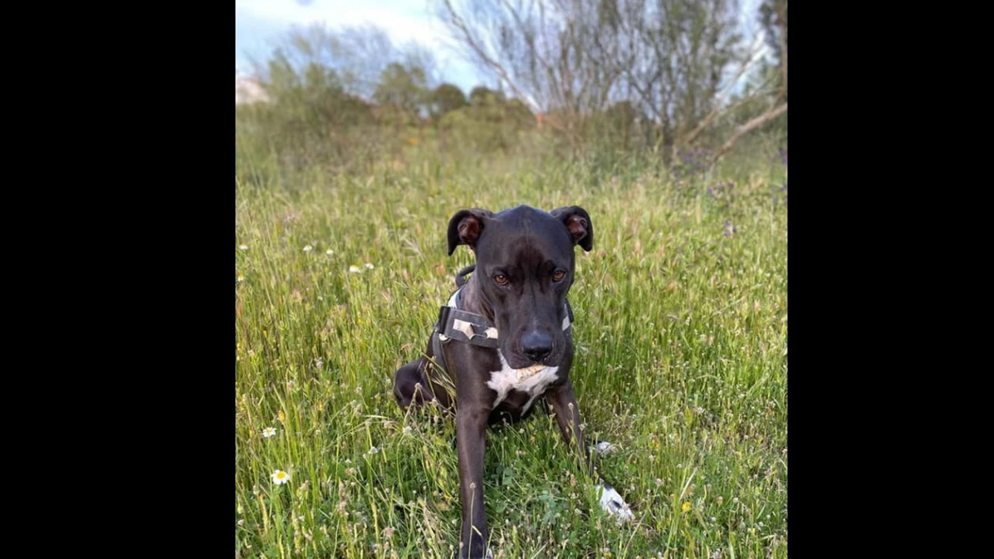 Brutus, en una imagen que su dueña compartió en redes sociales para localizarle. Brutus, en una imagen que su dueña compartió en redes sociales para localizarle.