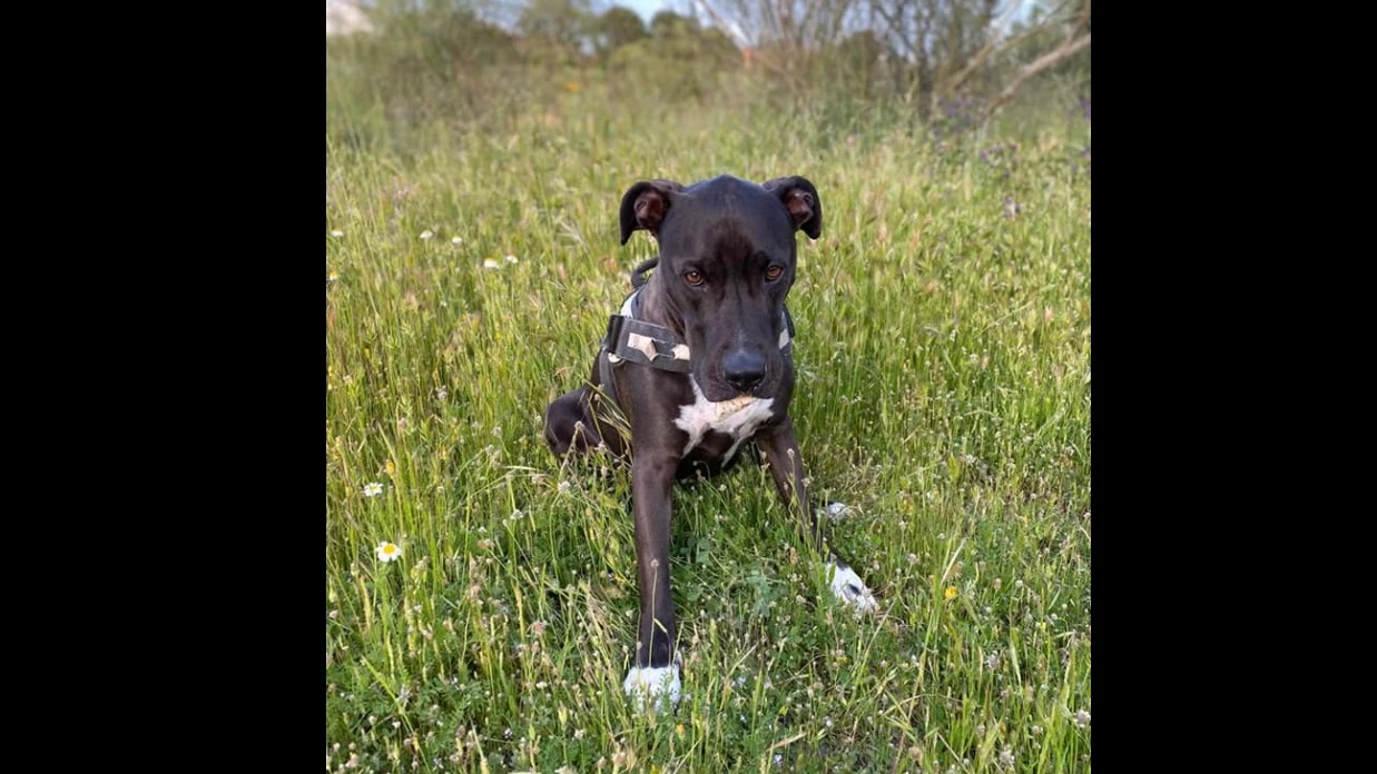 Brutus, en una imagen que su dueña compartió en redes sociales para localizarle.