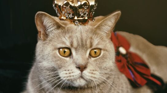 Un gato con una corona