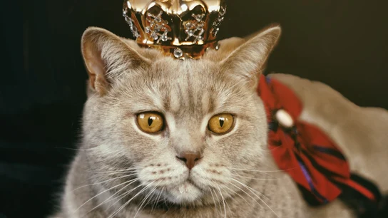 Un gato con una corona Un gato con una corona