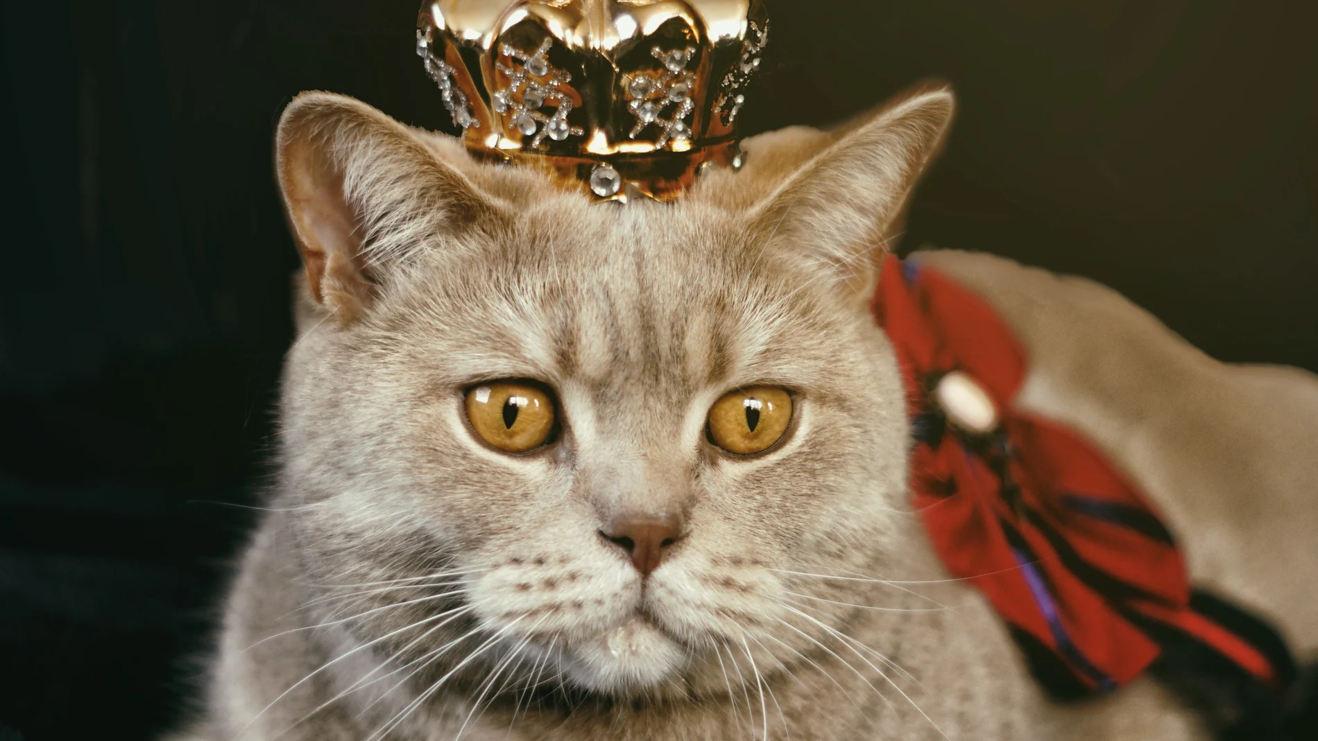 Un gato con una corona