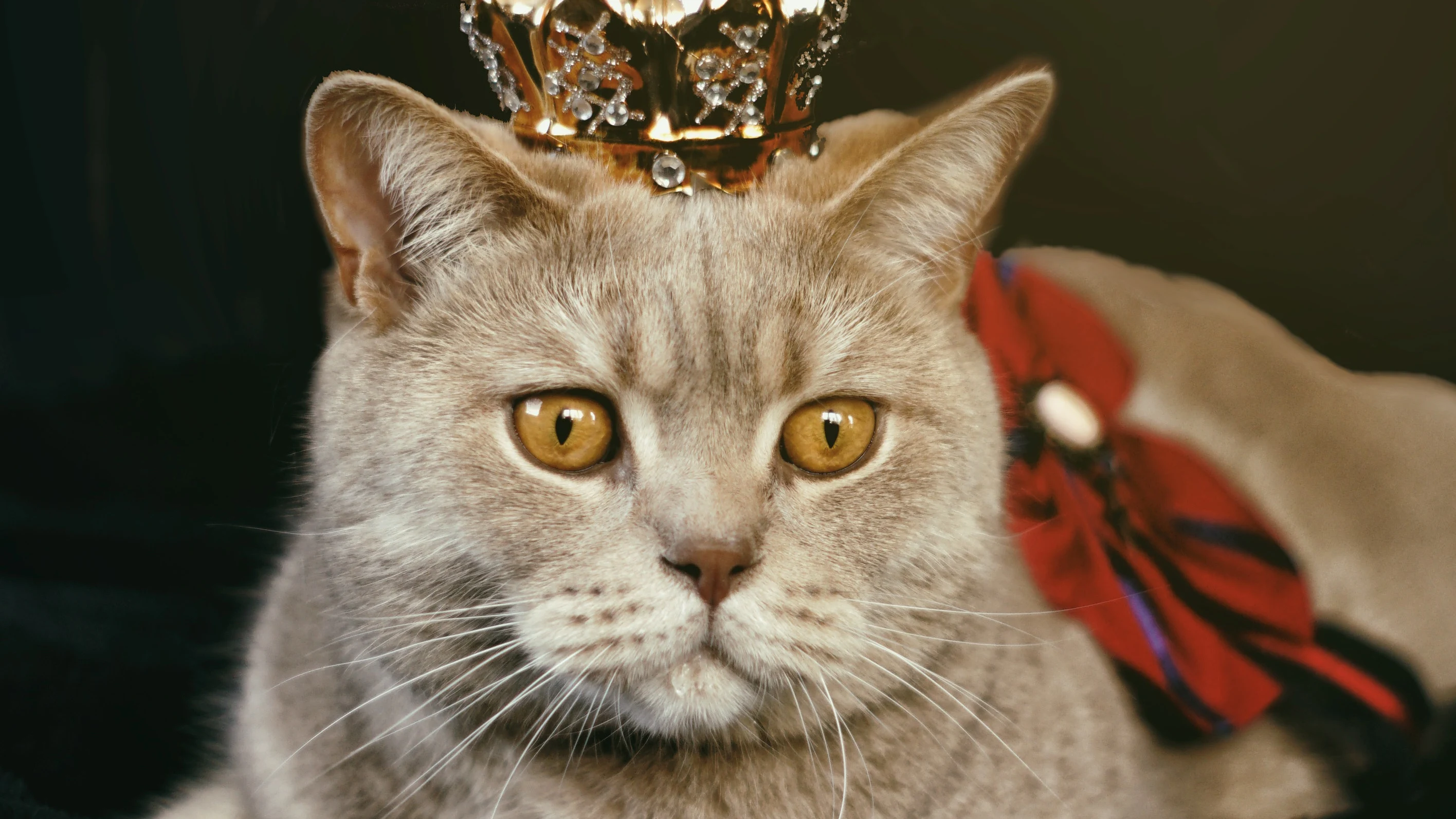 Un gato con una corona Un gato con una corona