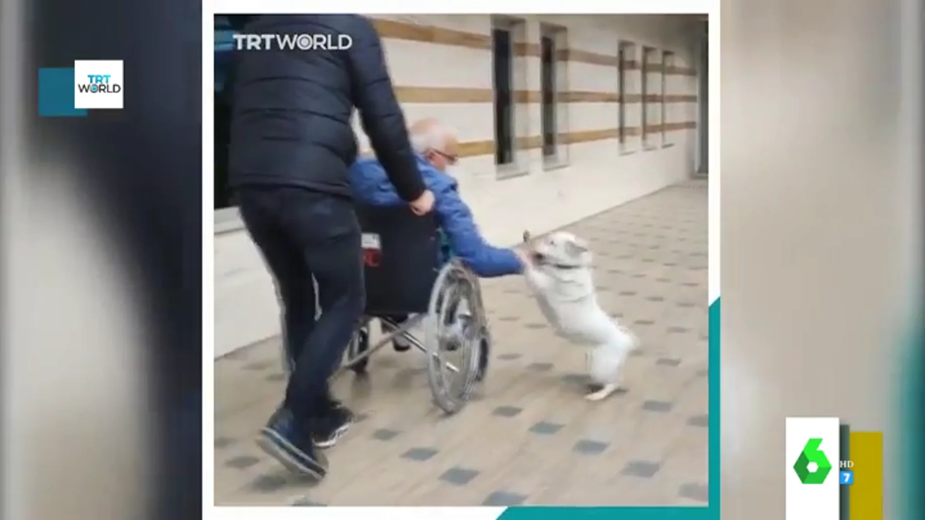 El emotivo reencuentro entre un perro y su dueño tras pasar una semana ingresado en el hospital