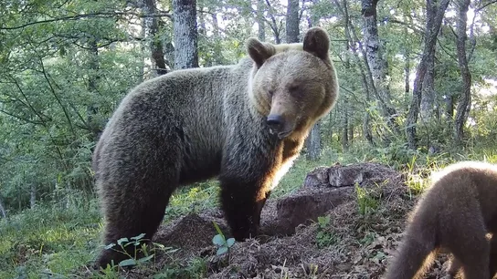Un oso Pardo en Asturias. FAPAS Un oso Pardo en Asturias. FAPAS