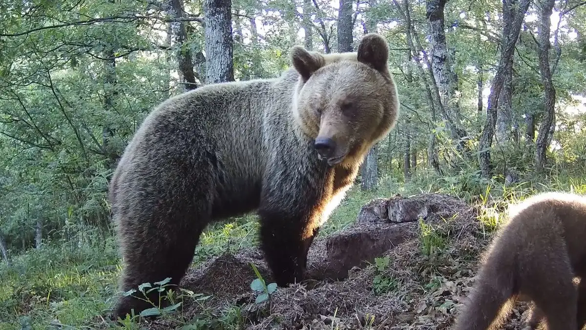 Un oso Pardo en Asturias. FAPAS