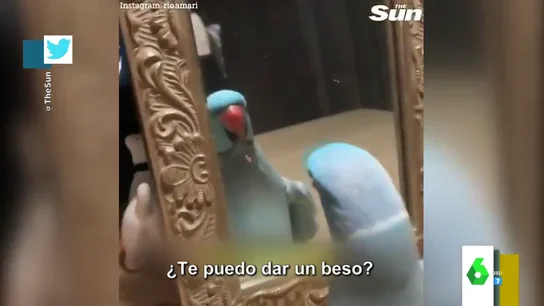 El vídeo viral de la cacatúa más presumida de la historia: así se da un beso mientras se mira en el espejo El vídeo viral de la cacatúa más presumida de la historia: así se da un beso mientras se mira en el espejo