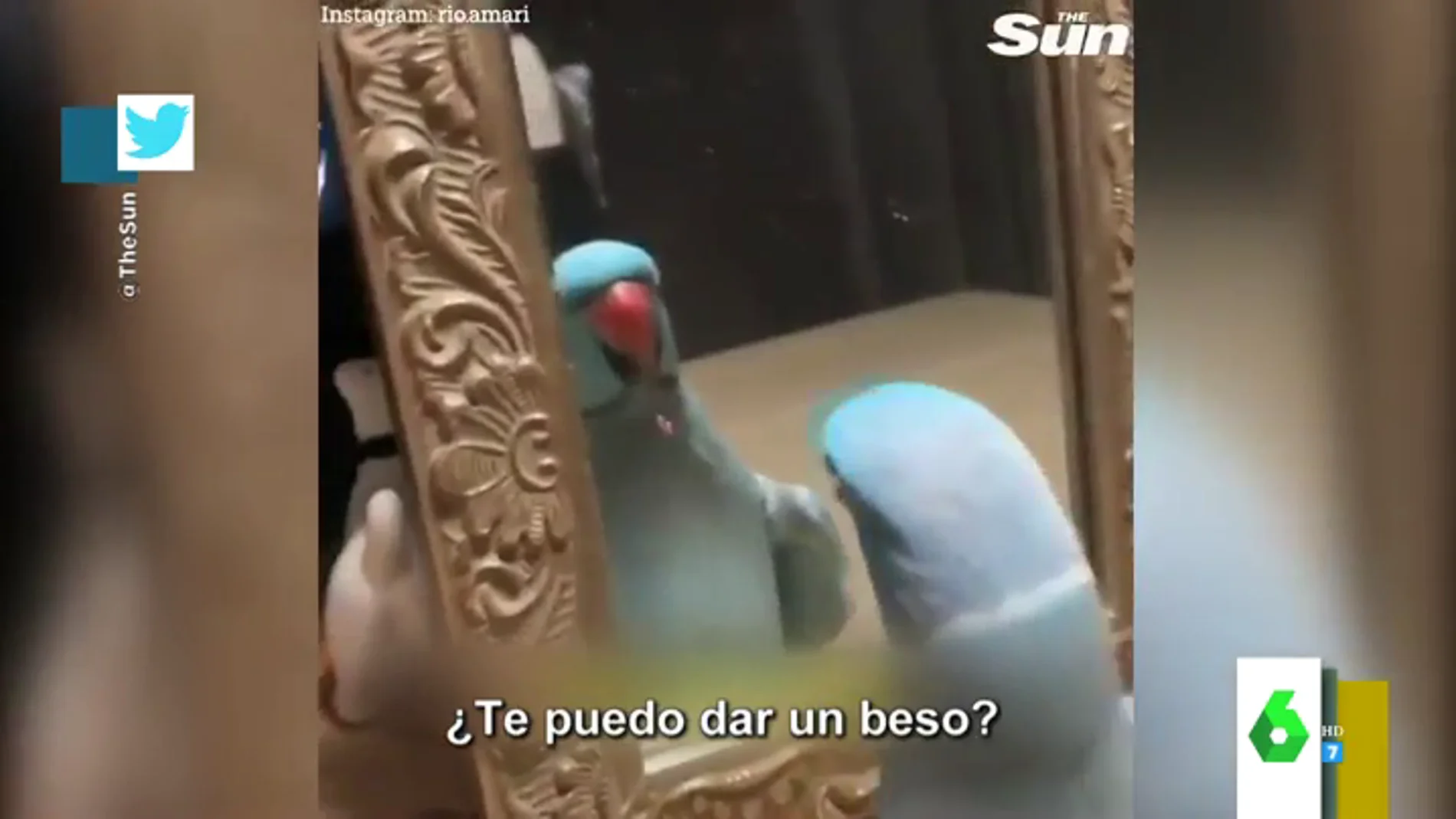 El vídeo viral de la cacatúa más presumida de la historia: así se da un beso mientras se mira en el espejo