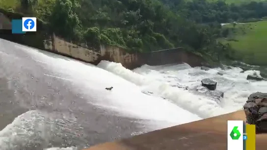El impactante vídeo en el que un perro se lo lleva la corriente tras caer a una presa: así ha sido el peligroso rescate El impactante vídeo en el que un perro se lo lleva la corriente tras caer a una presa: así ha sido el peligroso rescate