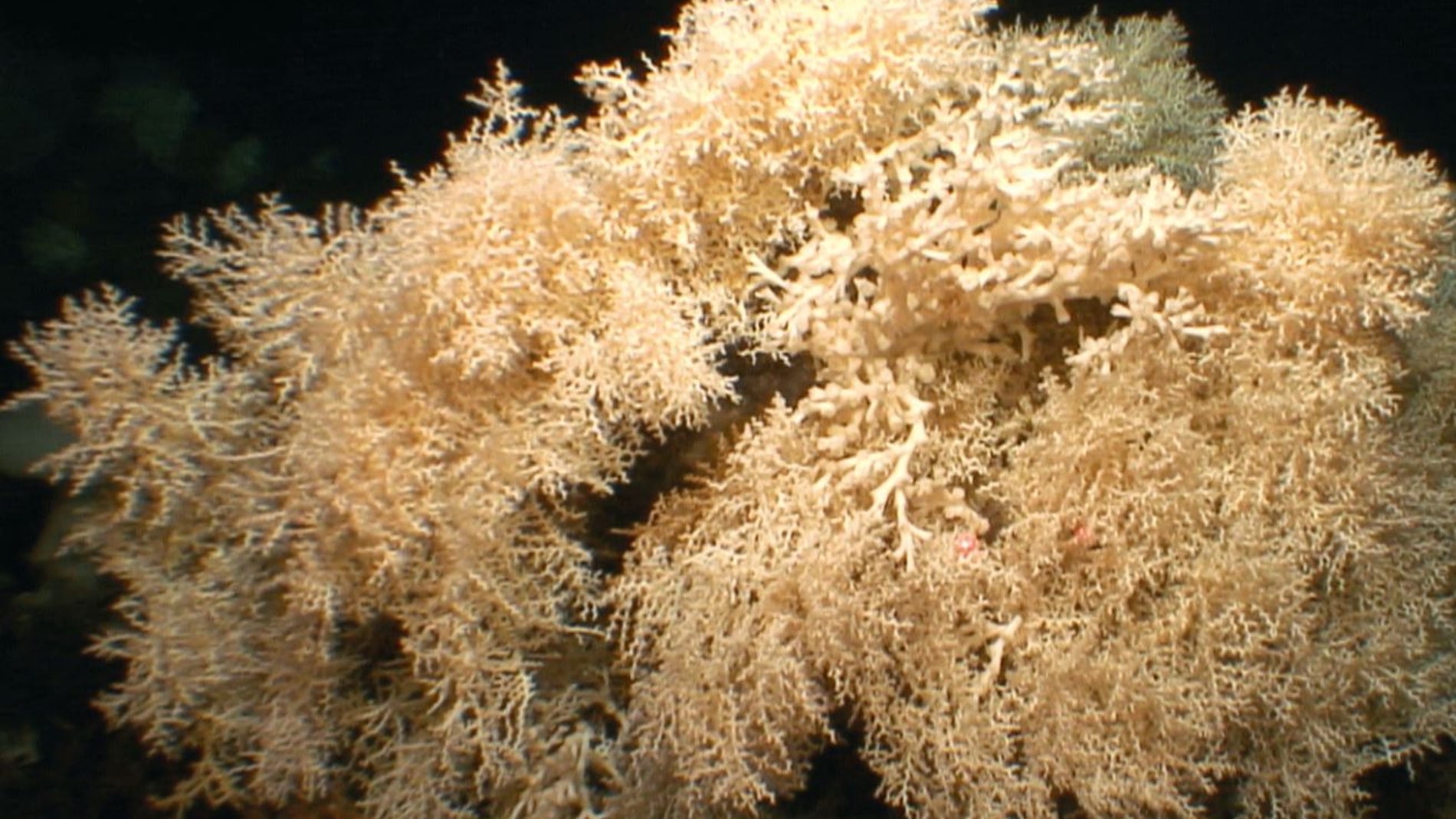 Arrecifes de coral