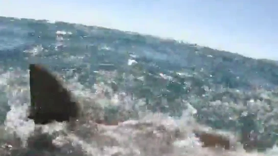 Pone los pelos de punta: un tiburón le quita a un pescador el pez de las manos Pone los pelos de punta: un tiburón le quita a un pescador el pez de las manos