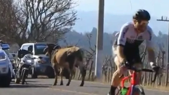 Un animal interrumpe una etapa ciclista Un animal interrumpe una etapa ciclista