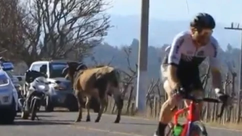 Un animal interrumpe una etapa ciclista