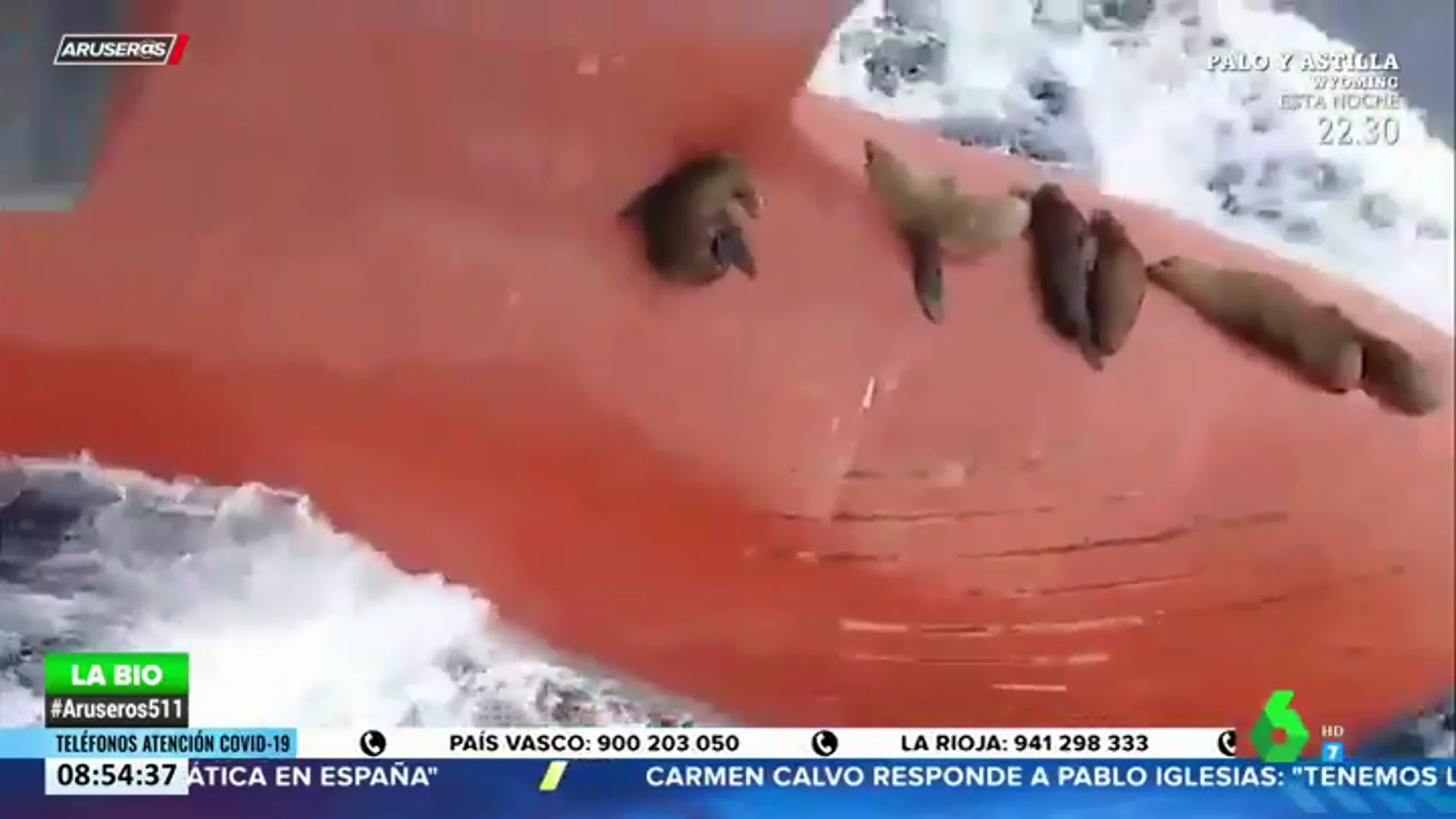El vídeo de un grupo de leones marinos tomando el sol en la proa de un barco