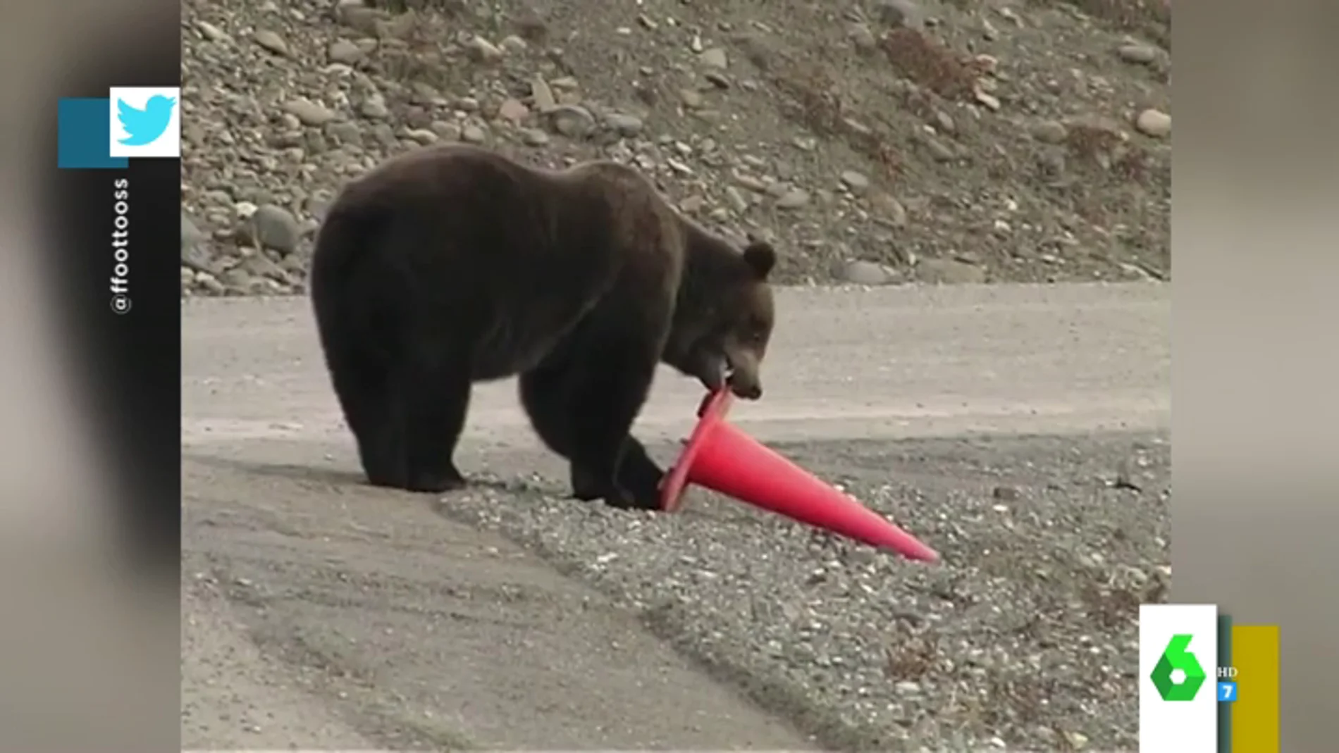Un oso coloca un cono de tráfico
