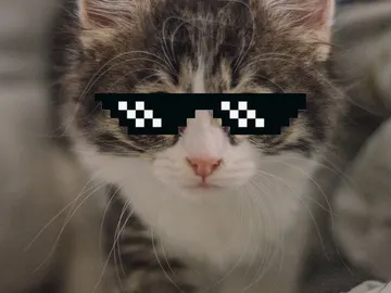 Gafas GIF gato Gafas GIF gato