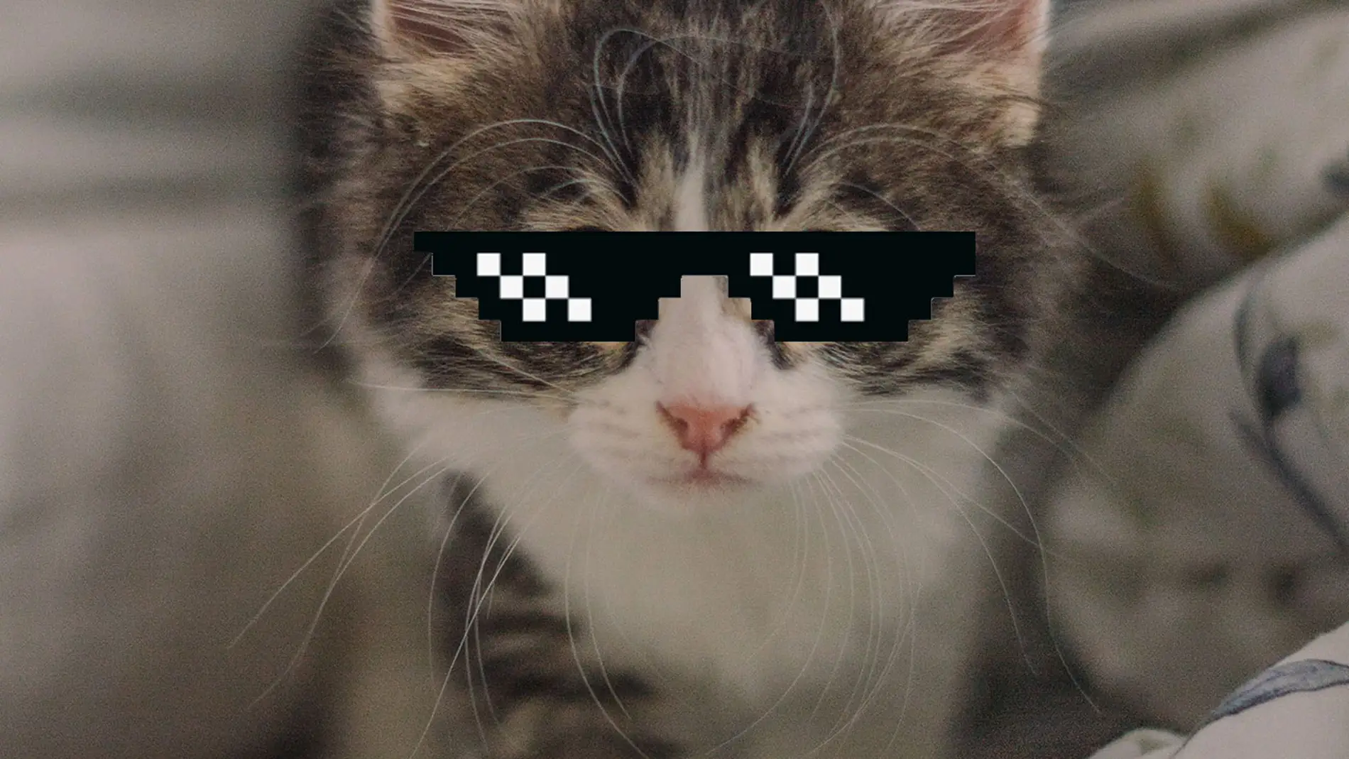 Gafas GIF gato