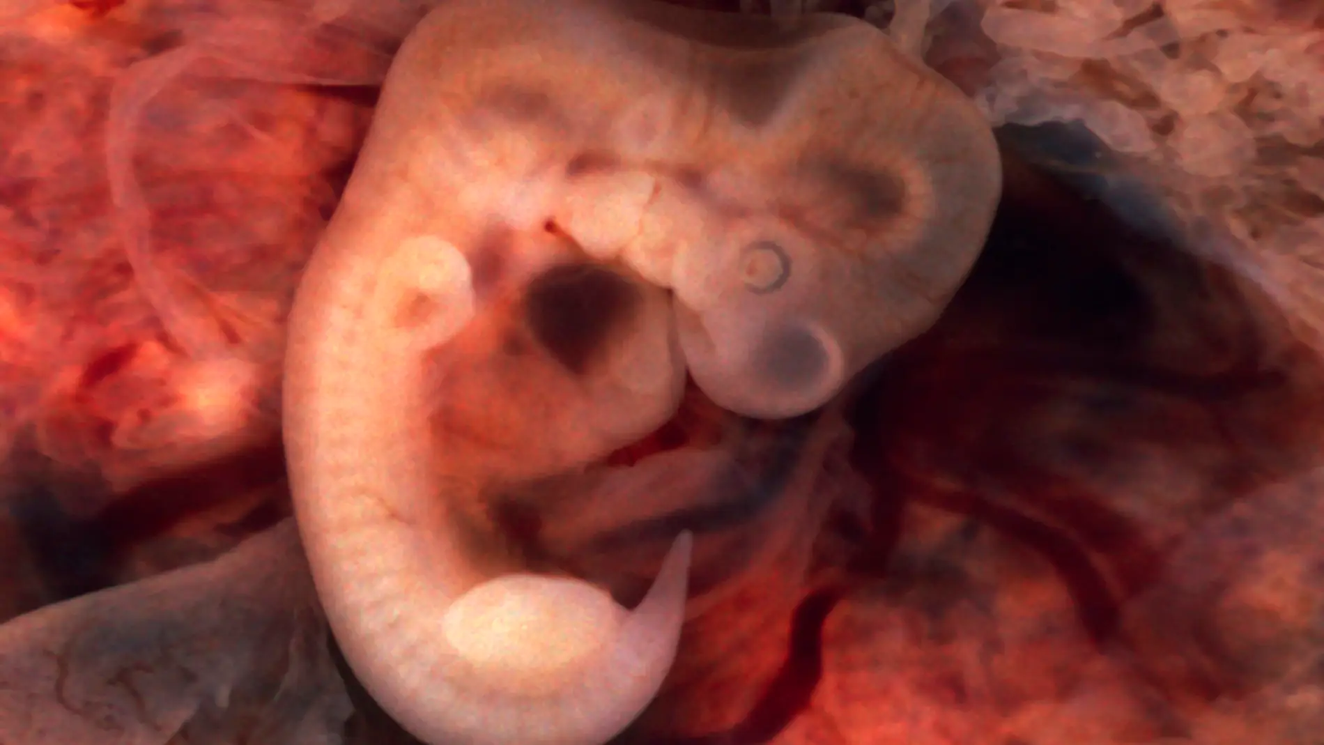 embrión de cinco semanas