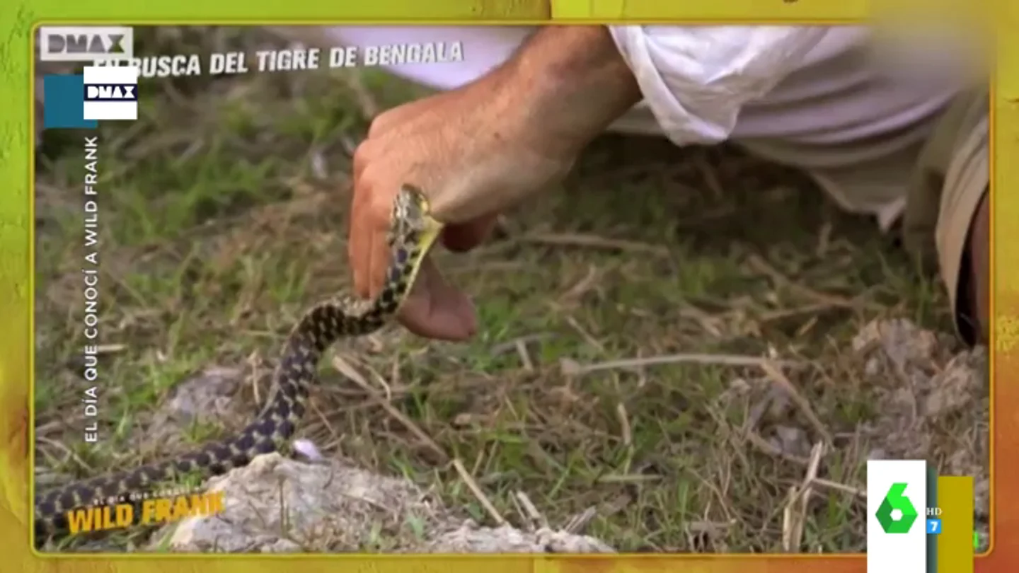 Una serpiente muerde a Frank Cuesta Una serpiente muerde a Frank Cuesta