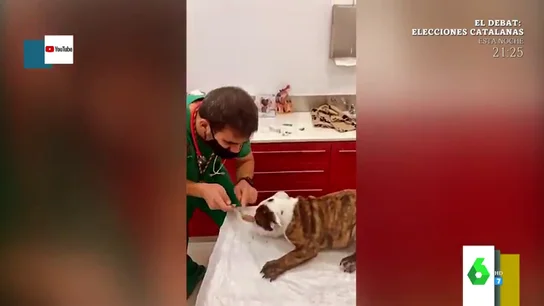 El tierno vídeo en el que un veterinario juega con un perro para distraerlo mientras le vacuna El tierno vídeo en el que un veterinario juega con un perro para distraerlo mientras le vacuna