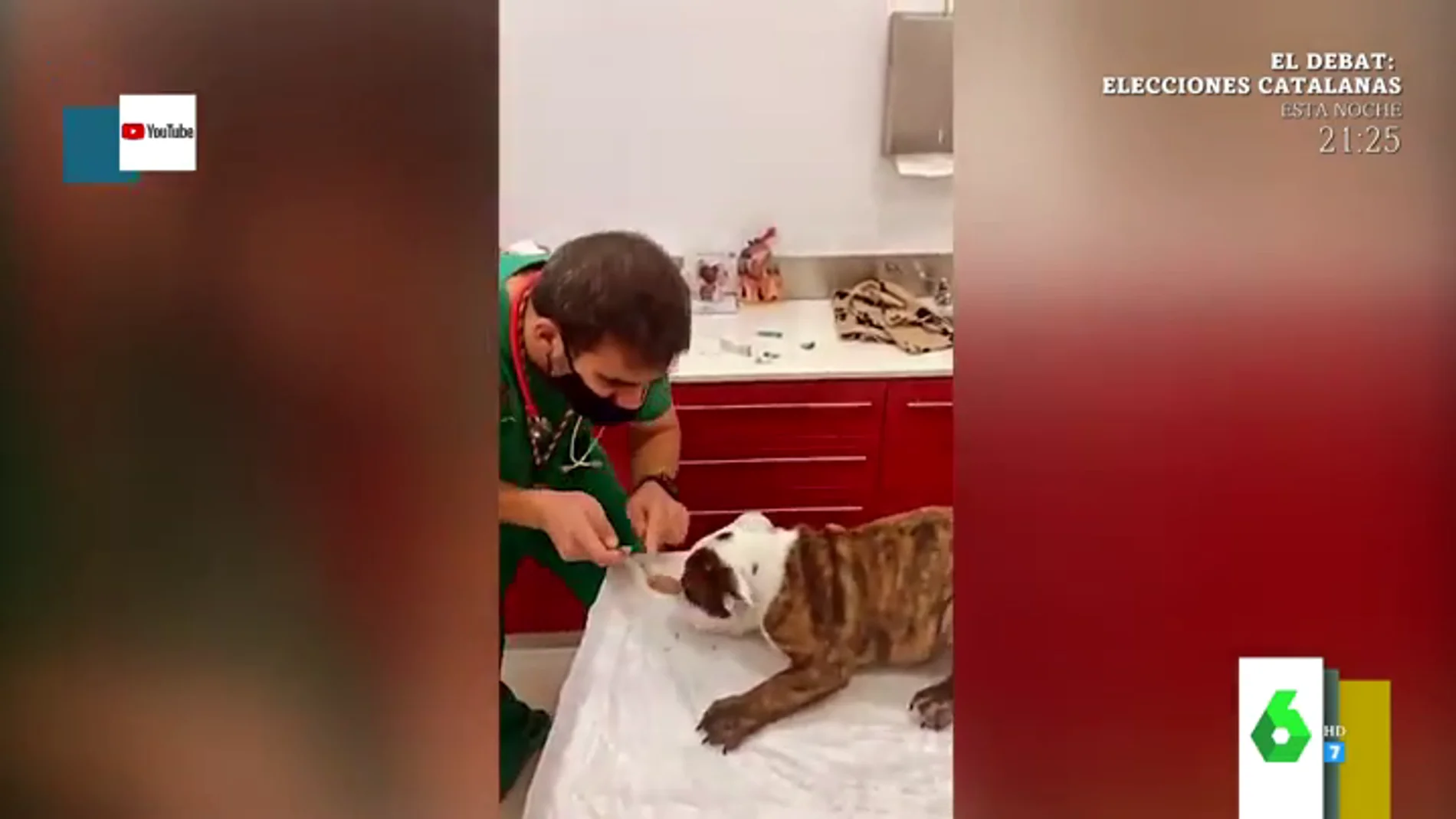 El tierno vídeo en el que un veterinario juega con un perro para distraerlo mientras le vacuna