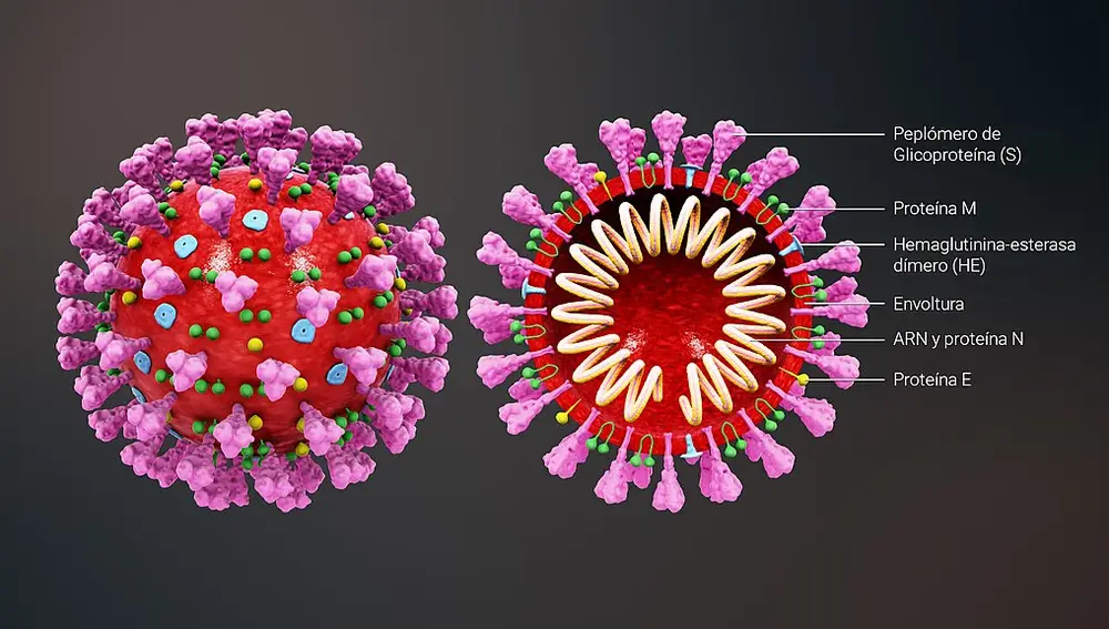 Esquema de la estructura de un coronavirus. En rosa, las proteínas de espícula