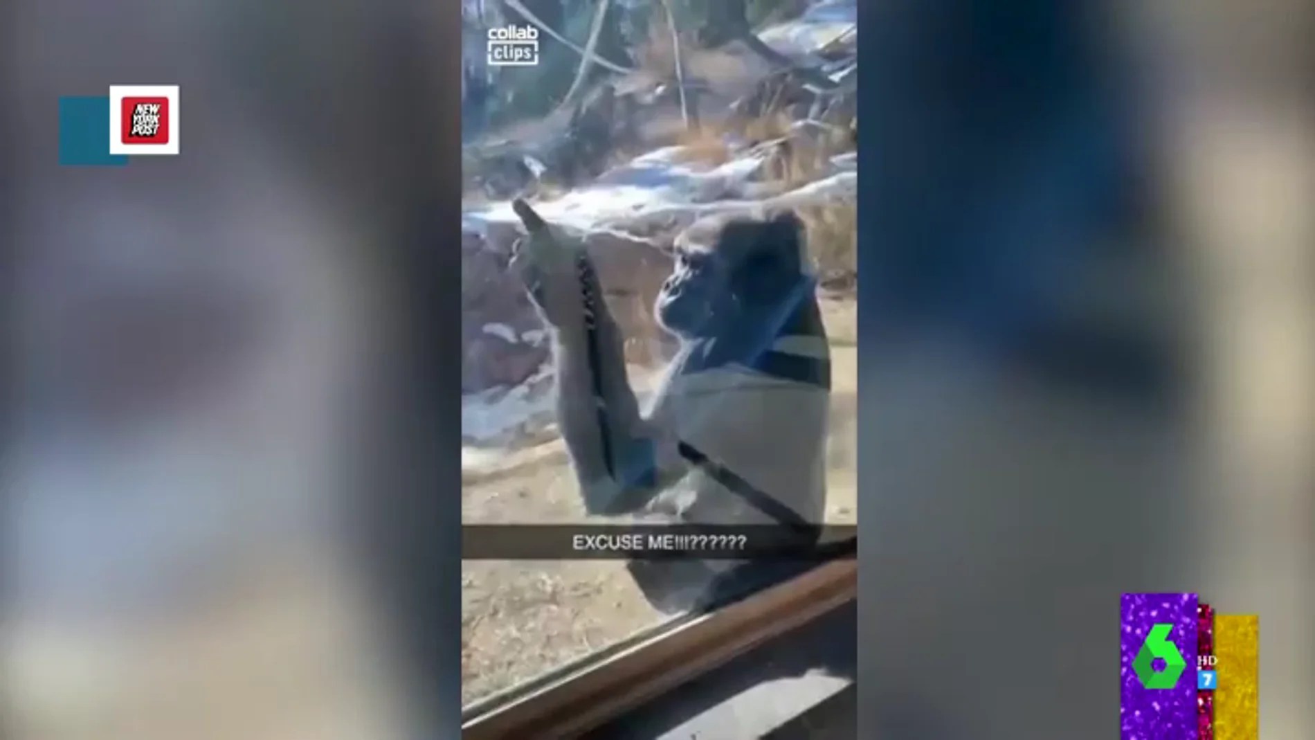 La inesperada reacción de un gorila ante el 'vacile' de unos visitantes del Zoo