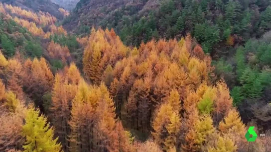 Los bosques, la llave para combatir el cambio climático Los bosques, la llave para combatir el cambio climático