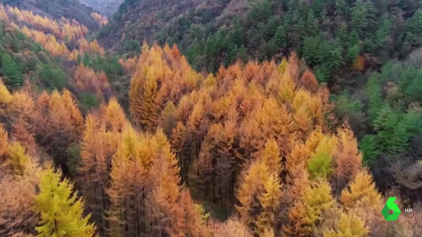 Los bosques, la llave para combatir el cambio climático Los bosques, la llave para combatir el cambio climático