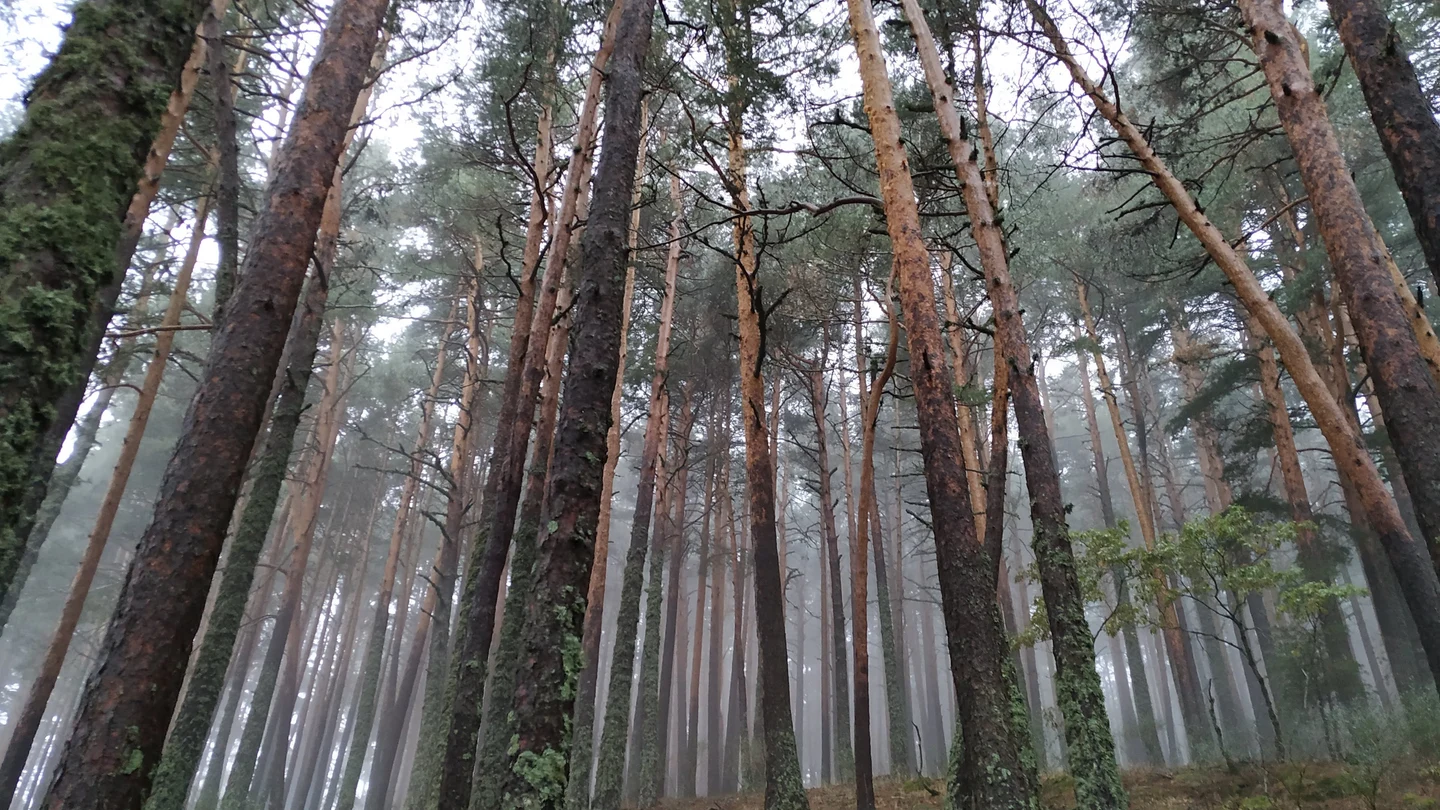 Aumentar la diversidad en los bosques resulta insuficiente ante eventos extremos de sequia Aumentar la diversidad en los bosques resulta insuficiente ante eventos extremos de sequia