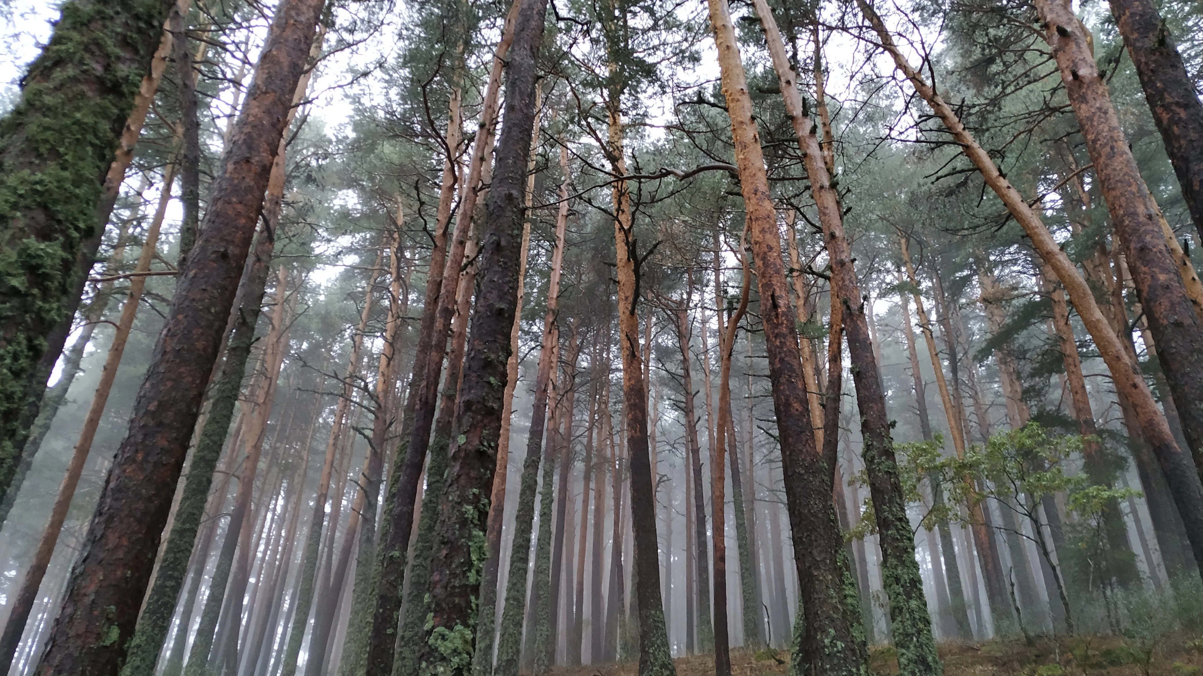 Aumentar la diversidad en los bosques resulta insuficiente ante eventos extremos de sequia