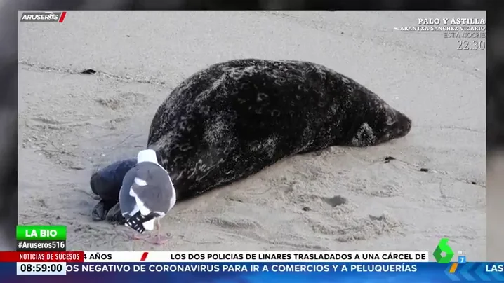 FOCA GAVIOTA