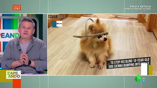 La ingeniosa solución casera para evitar que una perra ciega se choque con las paredes La ingeniosa solución casera para evitar que una perra ciega se choque con las paredes