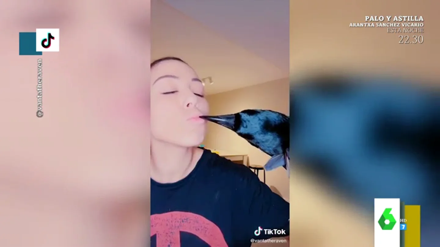 La increíble experiencia de Sandra y Omar criando una cuerva en su casa: "Es muy cariñosa, nos pide besos" La increíble experiencia de Sandra y Omar criando una cuerva en su casa: "Es muy cariñosa, nos pide besos"