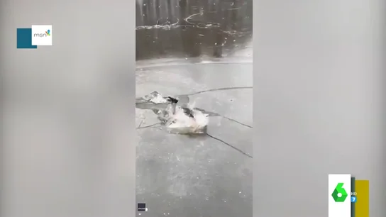 La cómica caída de un hombre que patinaba semidesnudo sobre los canales helados de Ámterdam La cómica caída de un hombre que patinaba semidesnudo sobre los canales helados de Ámterdam
