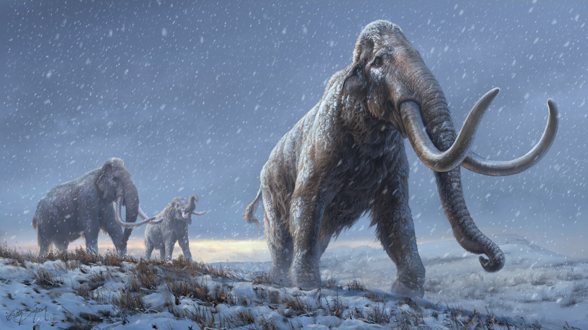 EL ADN mas antiguo jamas secuenciado revela un nuevo linaje de mamuts