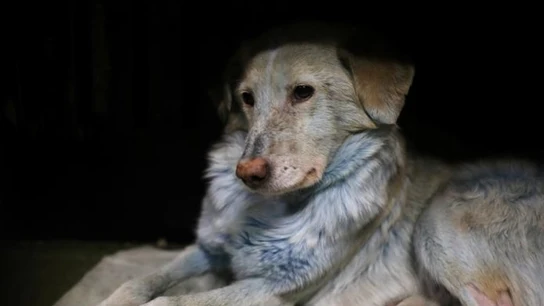 Uno de los perros azules hallados alrededor de la fábrica Uno de los perros azules hallados alrededor de la fábrica