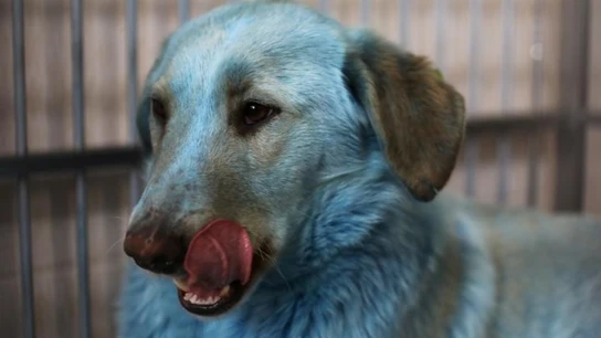 Uno de los perros azules hallados alrededor de la fábrica Uno de los perros azules hallados alrededor de la fábrica