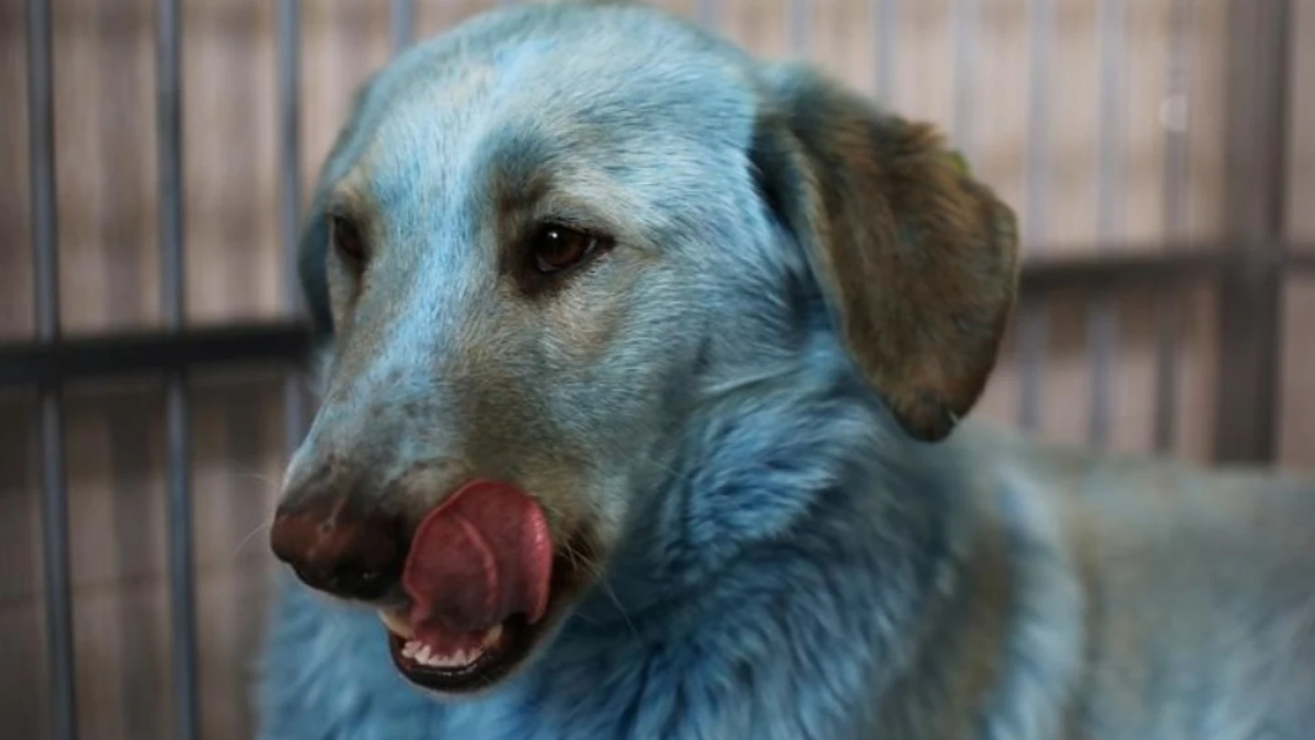 Uno de los perros azules hallados alrededor de la fábrica Uno de los perros azules hallados alrededor de la fábrica