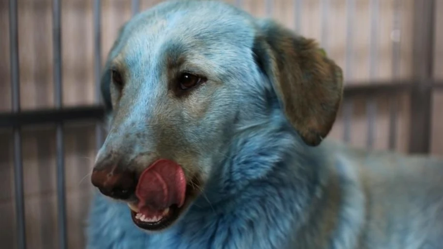 Uno de los perros azules hallados alrededor de la fábrica