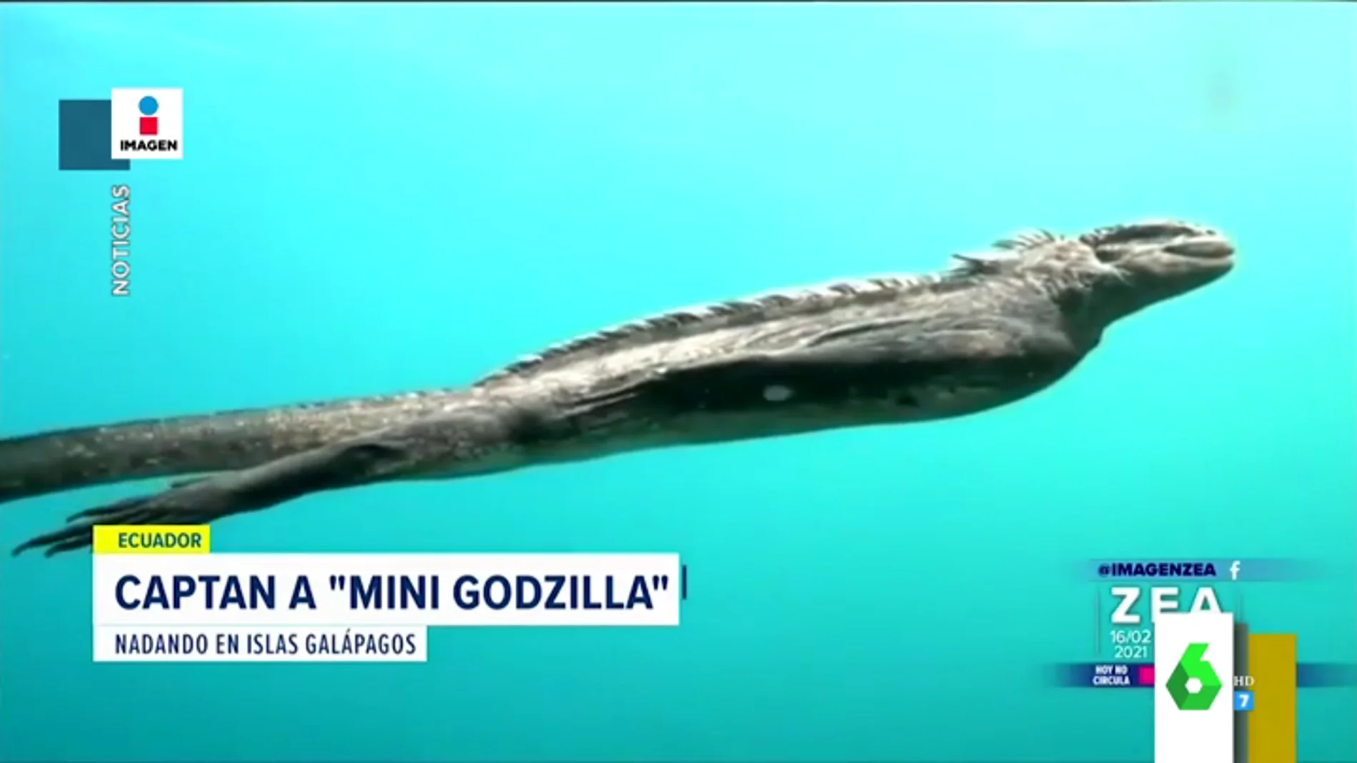 Localizan a un mini Godzilla nadando en las Galápagos