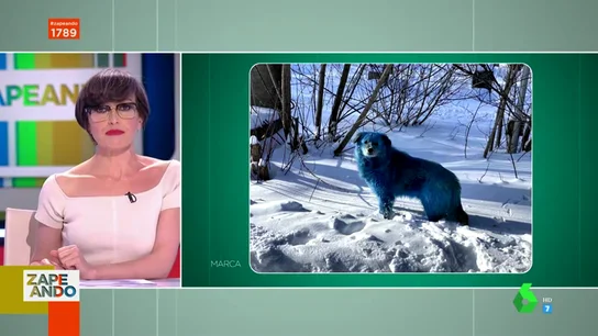 El misterioso hallazgo de los perros rusos que se han vuelto azules El misterioso hallazgo de los perros rusos que se han vuelto azules