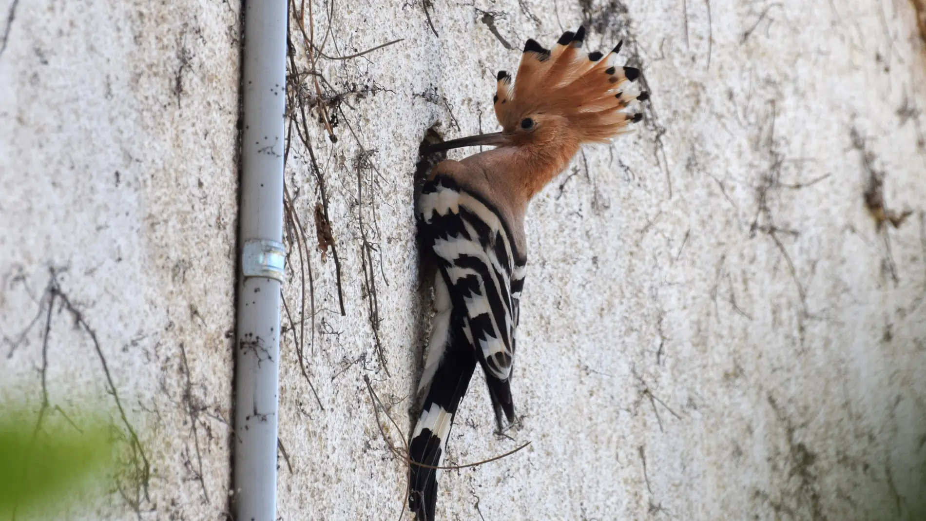 La crisis climatica esta reestructurando las comunidades de aves europeas y norteamericanas