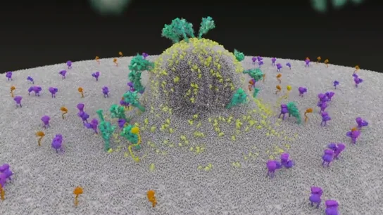 Así se introduce el coronavirus en nuestro organismo Así se introduce el coronavirus en nuestro organismo
