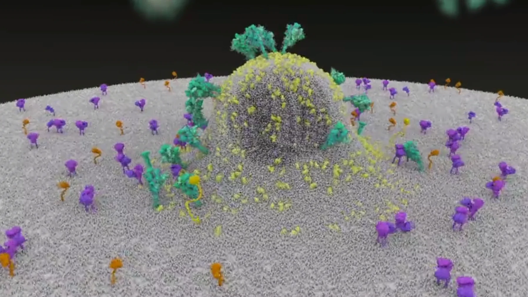 Así se introduce el coronavirus en nuestro organismo