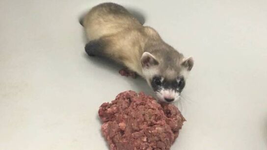 En la imagen, 'Elizabeth Ann', la hembra de hurón de patas negras clonada