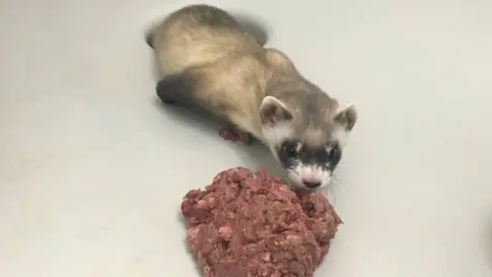 En la imagen, 'Elizabeth Ann', la hembra de hurón de patas negras clonada En la imagen, 'Elizabeth Ann', la hembra de hurón de patas negras clonada