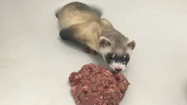En la imagen, 'Elizabeth Ann', la hembra de hurón de patas negras clonada