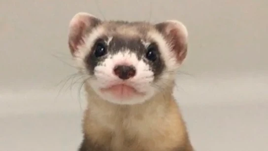 'Elizabeth Ann', hurón de patas negras clonado 'Elizabeth Ann', hurón de patas negras clonado