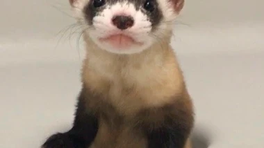 'Elizabeth Ann', hurón de patas negras clonado