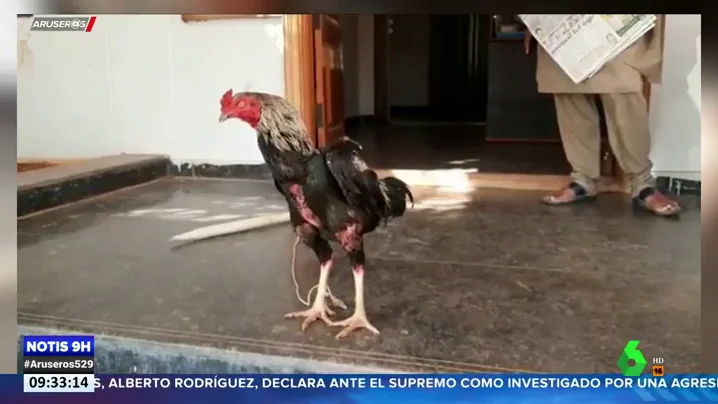 GALLO MATA DUENO